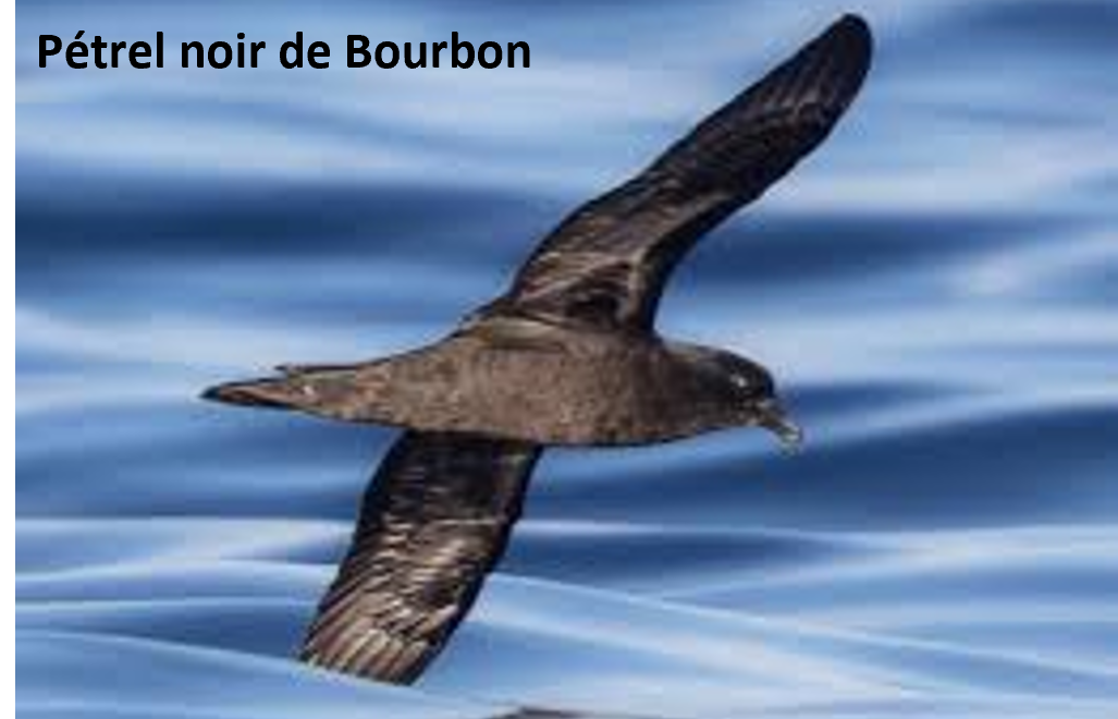 Petrel noir de Bourbon
