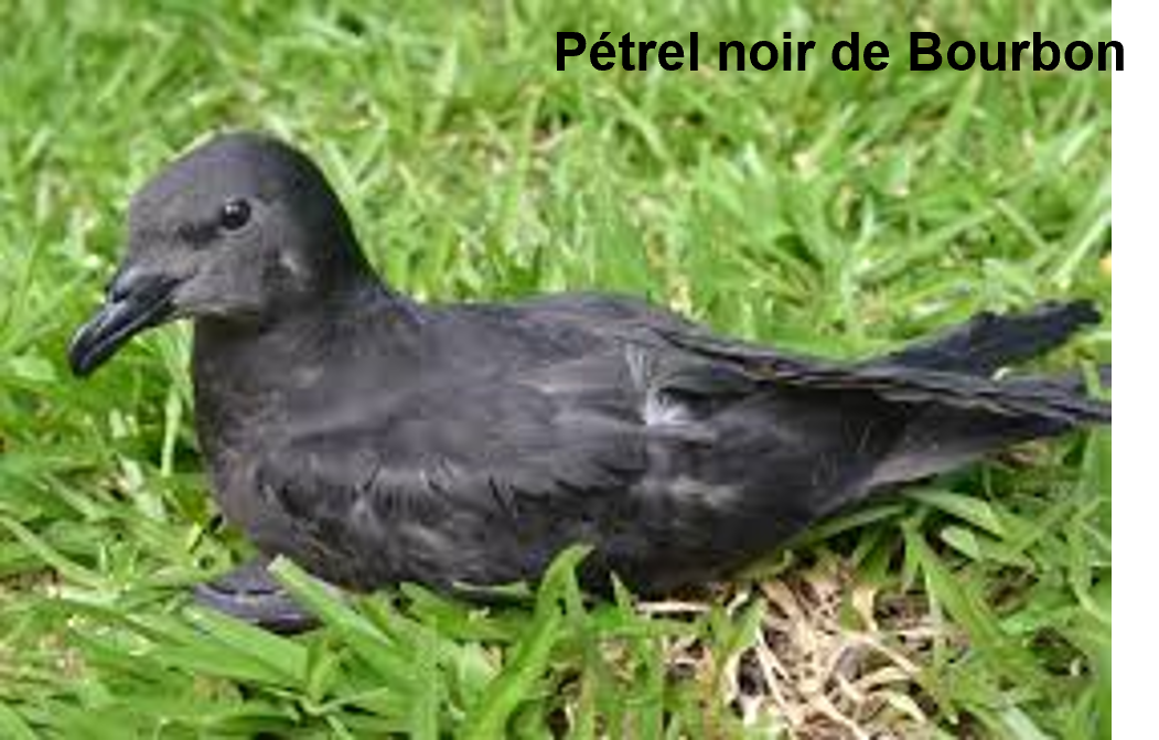 Petrel noir de Bourbon