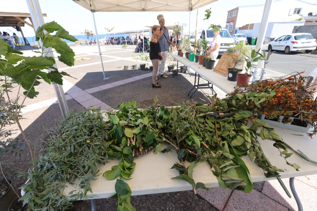 MALOYA 15 ANS 081024