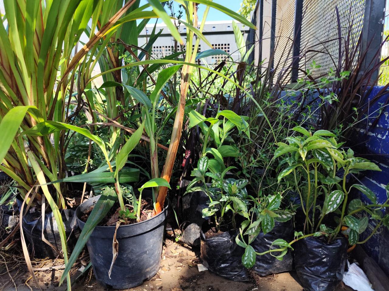 Grandboisvegetalisationmairieannexe131224