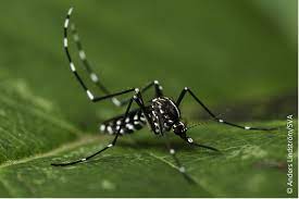 Chikungunya : La Réunion passe au niveau 2B , risque d’évolution en épidémie