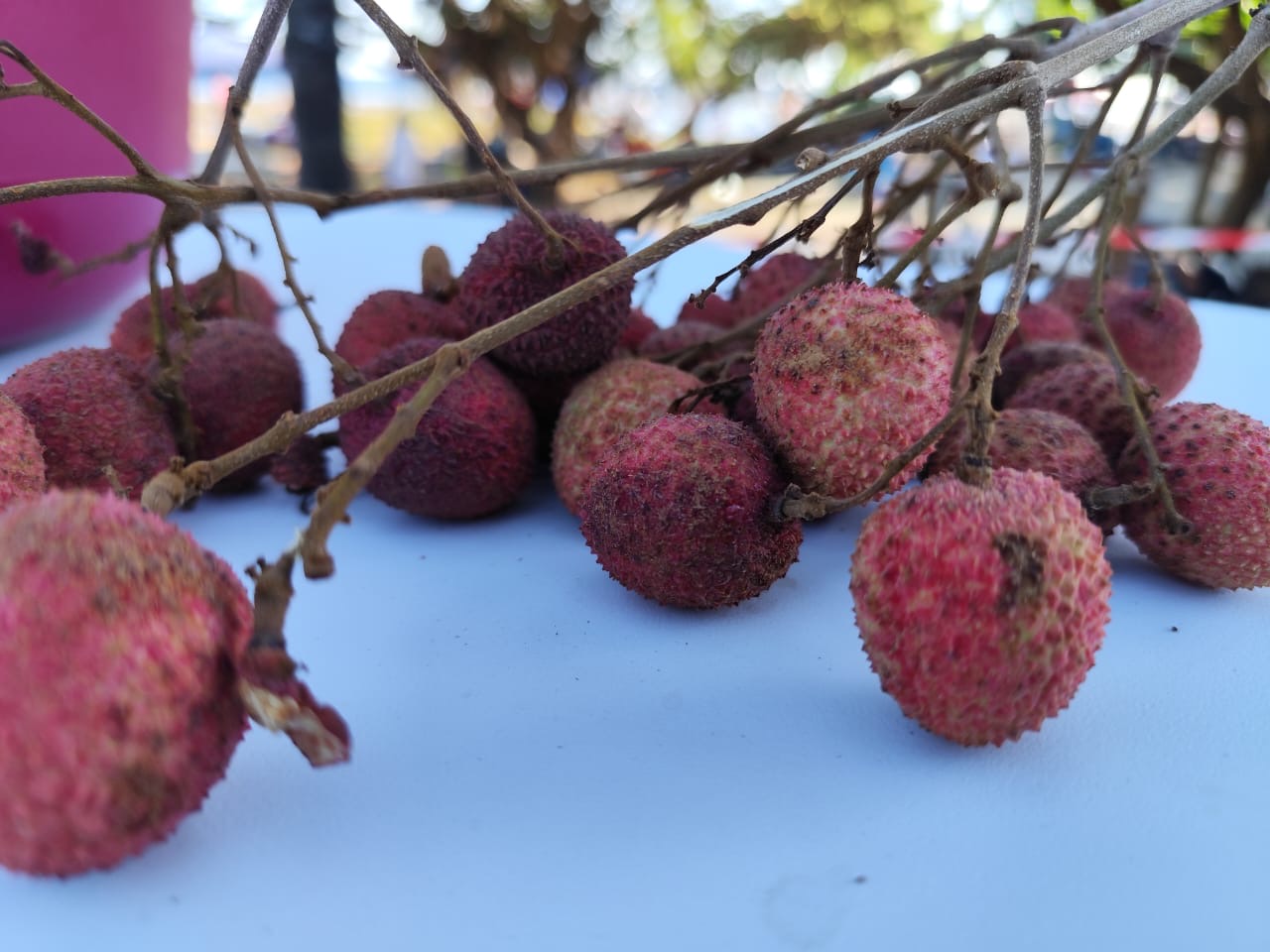 REVEILLON ST PIERRE 2025 letchis