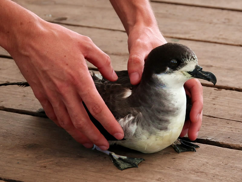Nuits sans lumière 2025 : campagne de sauvetage des Pétrel de Barau