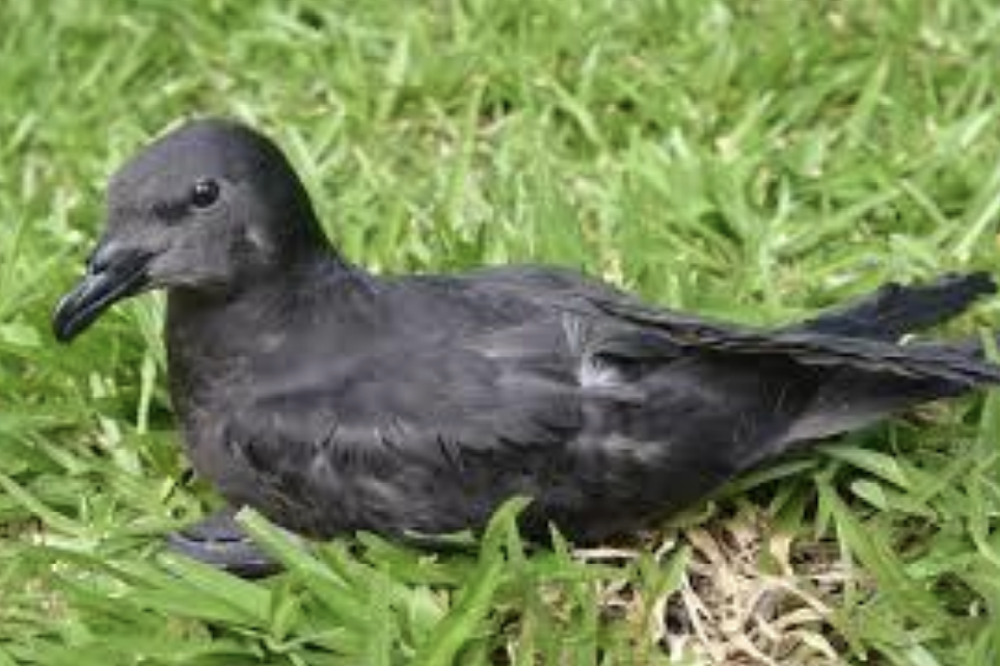petrels nuits sans lumiere 2025
