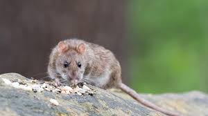 Protégez-vous contre la leptospirose