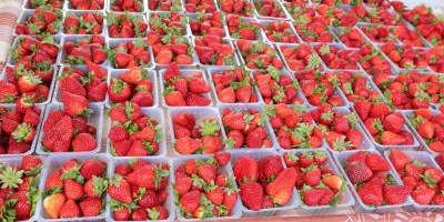 25ième édition de la fête de la fraise réussie