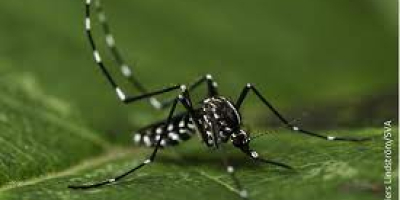 Chikungunya : La Réunion passe au niveau 2B , risque d’évolution en épidémie