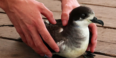 Nuits sans lumière 2025 : campagne de sauvetage des Pétrel de Barau